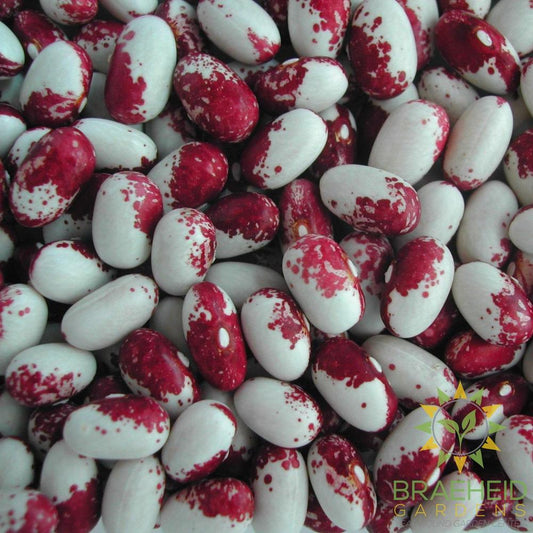 Rockwell Bush Bean