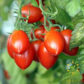 Roma/Paste Tomato Mix