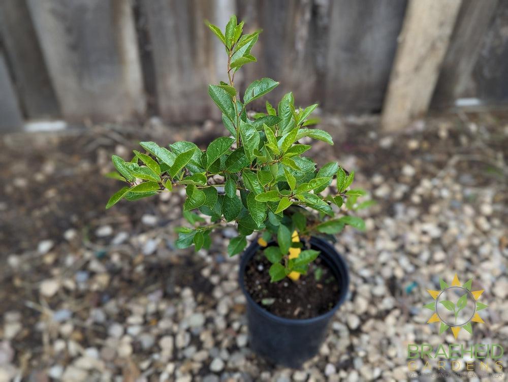Romeo Cherry shrub