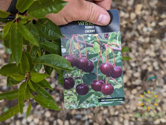 Romeo Cherry shrub