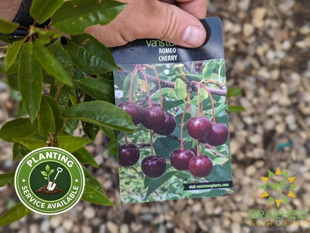 Romeo Cherry shrub