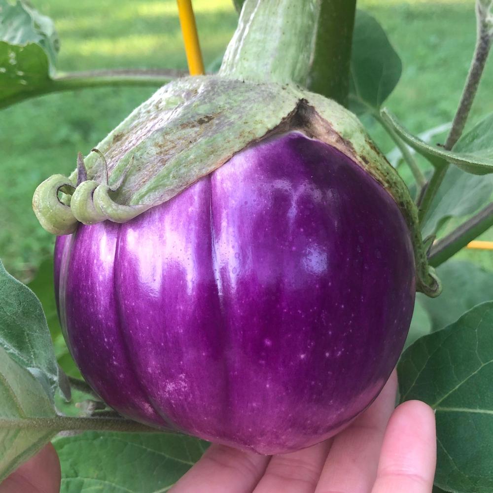 Rosa Bianca Eggplant