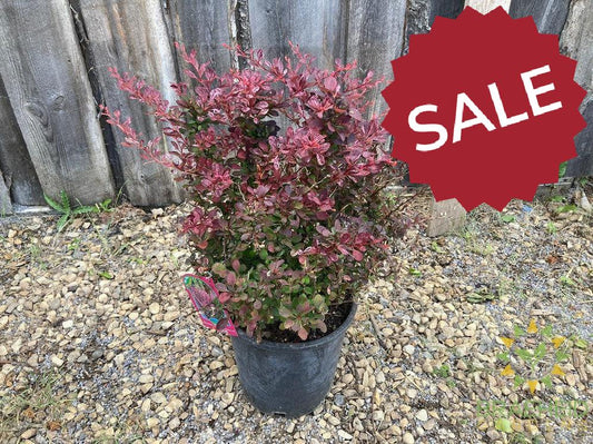 Rose Glow Japanese Barberry