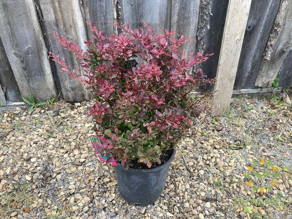 Rose Glow Japanese Barberry