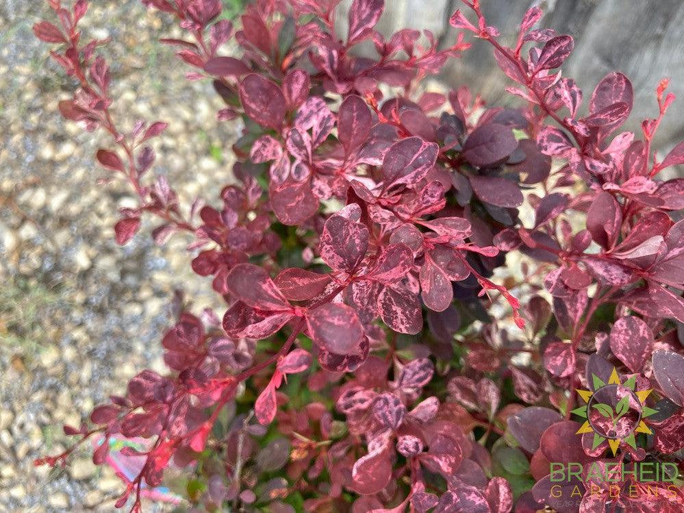 Rose Glow Japanese Barberry