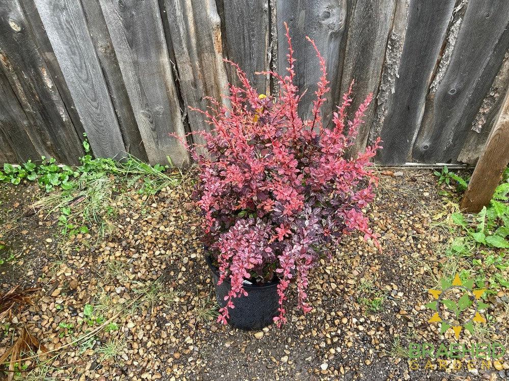 Rose Glow Japanese Barberry