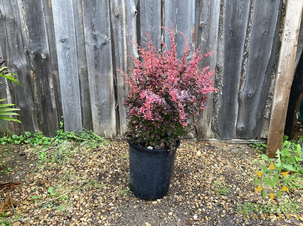 Rose Glow Japanese Barberry