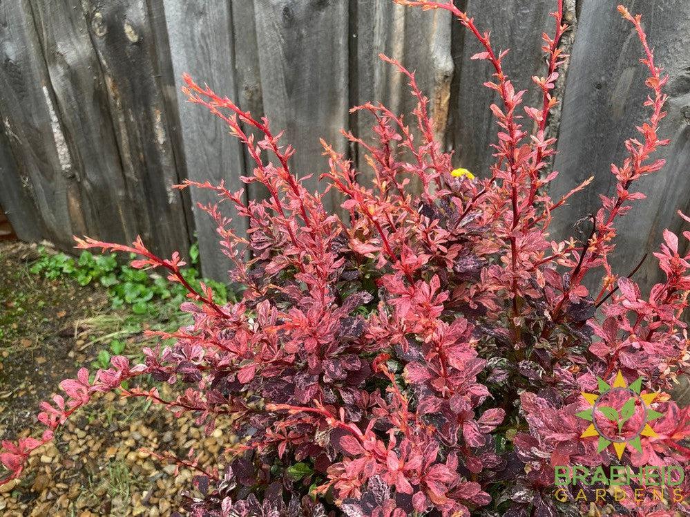 Rose Glow Japanese Barberry