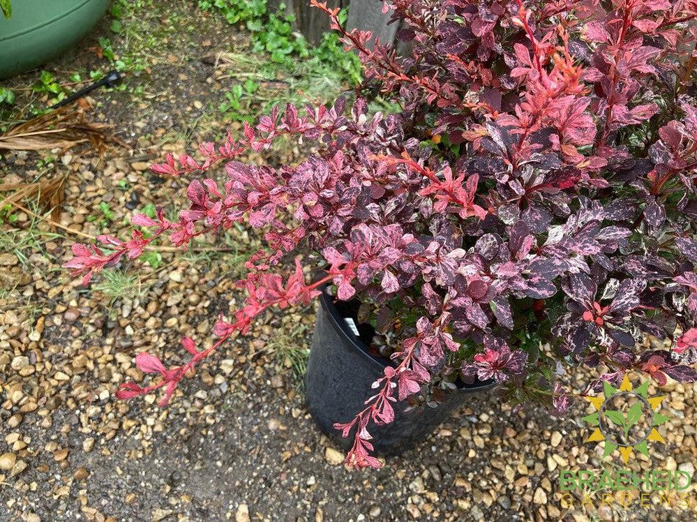 Rose Glow Japanese Barberry