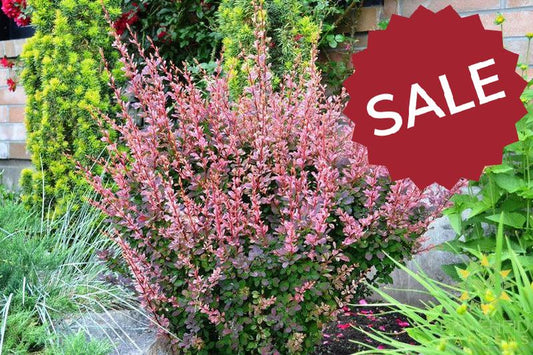 Rose Glow Japanese Barberry