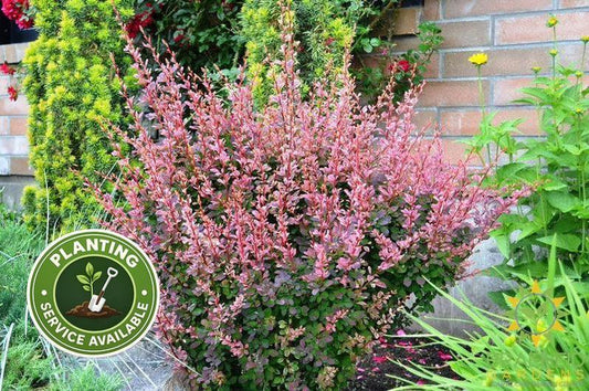 Rose Glow Japanese Barberry
