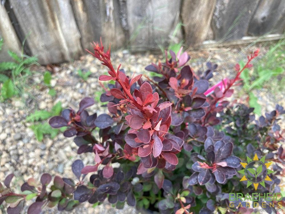 Royal Burgundy™ Barberry