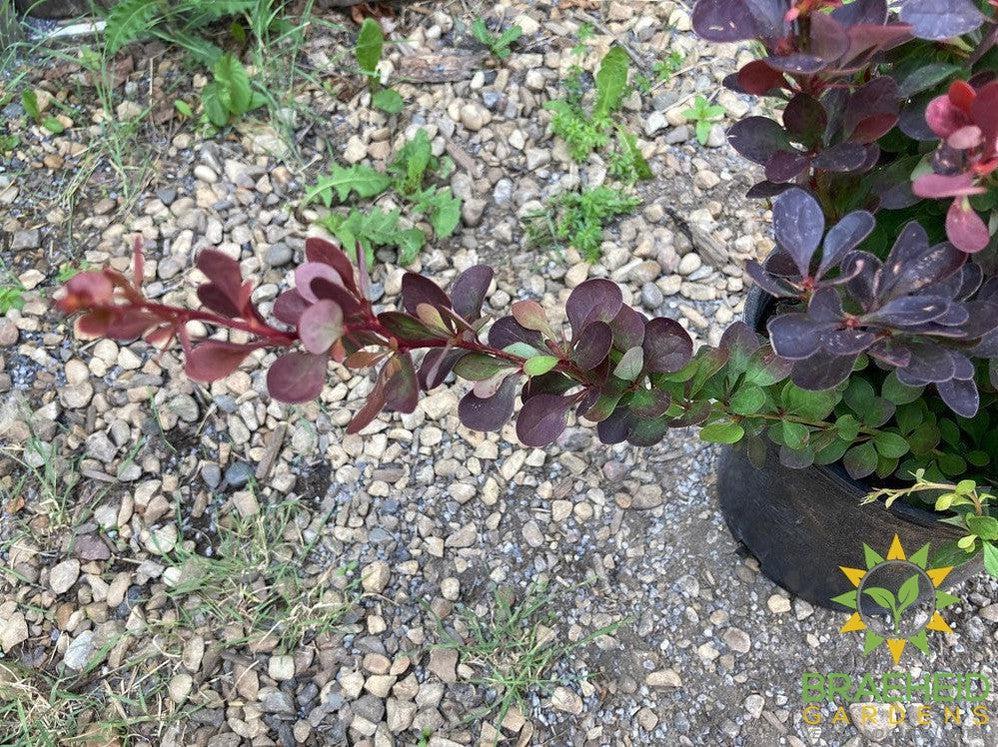 Royal Burgundy™ Barberry