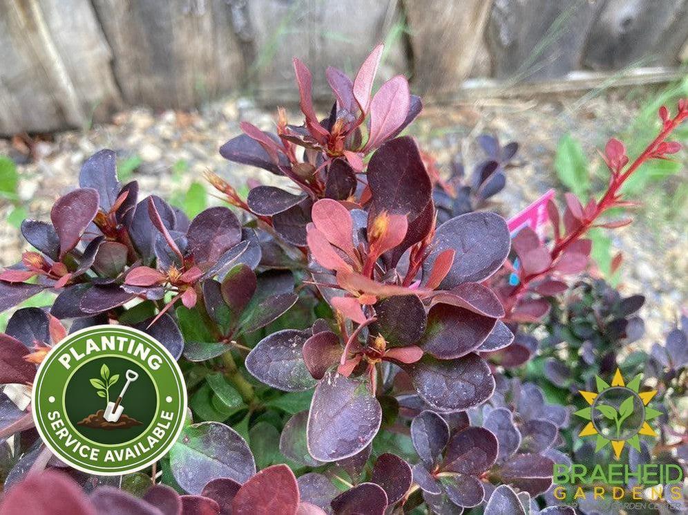 Royal Burgundy™ Barberry