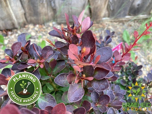 Royal Burgundy™ Barberry