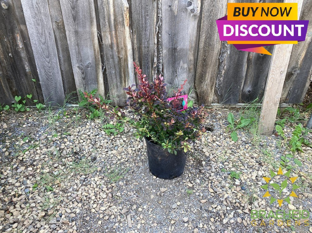 Royal Burgundy™ Barberry