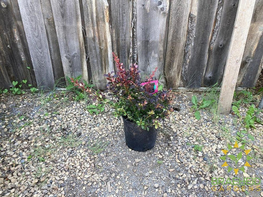 Royal Burgundy™ Barberry