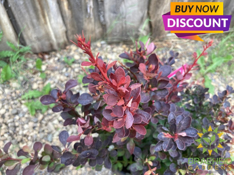 Royal Burgundy™ Barberry