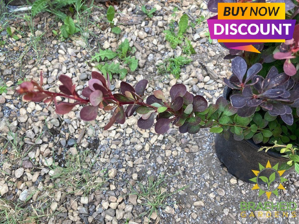 Royal Burgundy™ Barberry