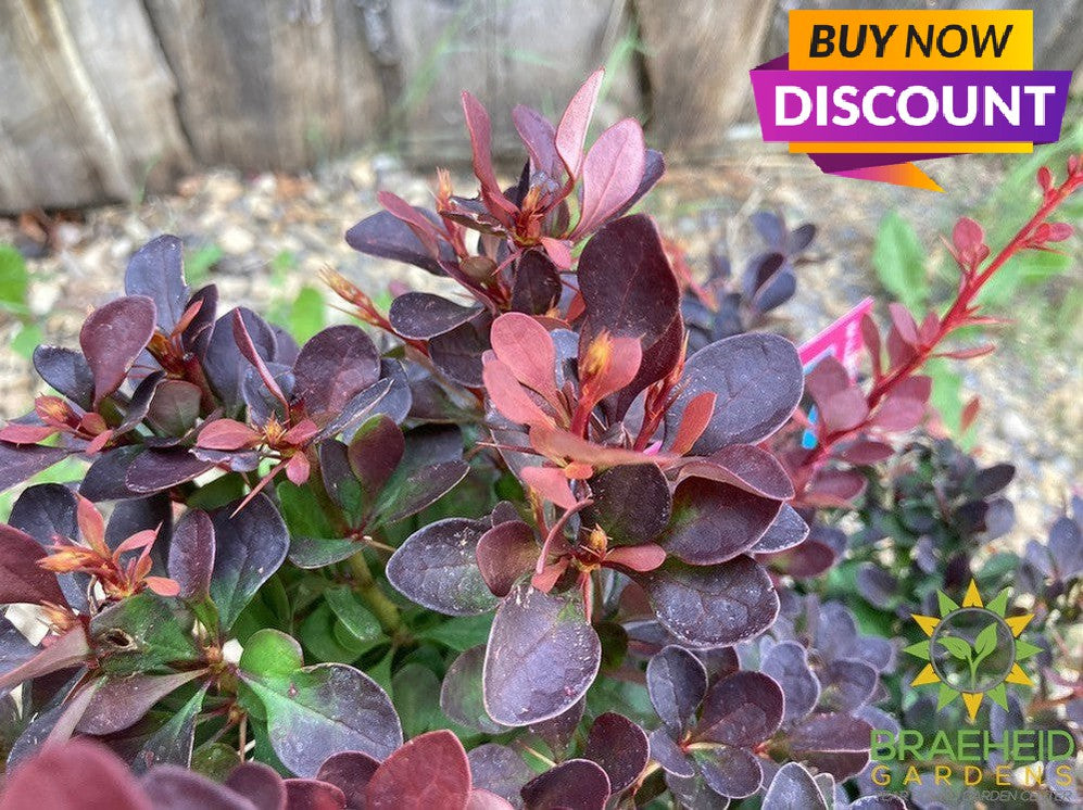 Royal Burgundy™ Barberry