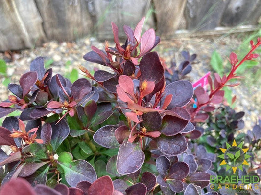 Royal Burgundy™ Barberry