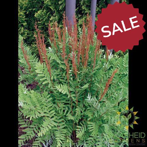 Royal Flowering Fern