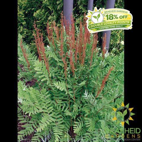 Royal Flowering Fern