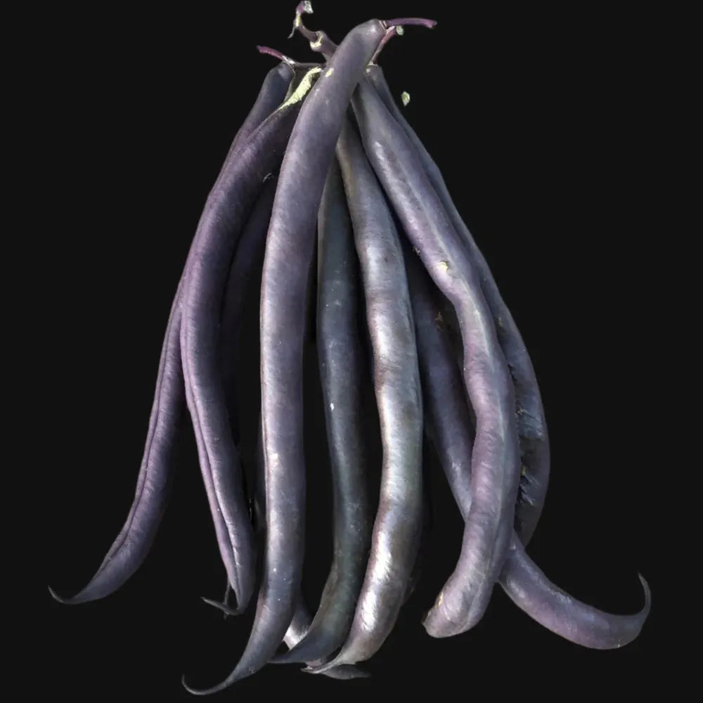Royal Burgundy Bush Bean