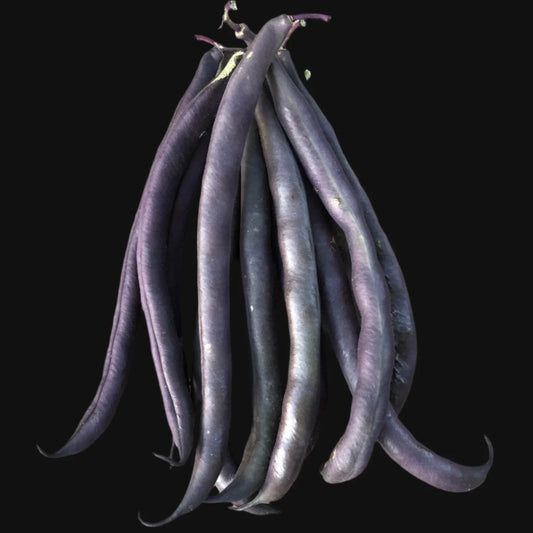 Royal Burgundy Bush Bean
