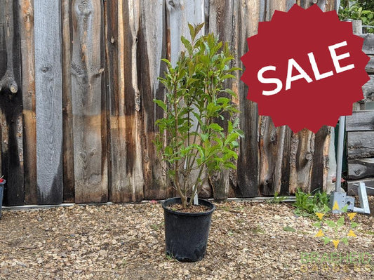 Royalty Preston Lilac