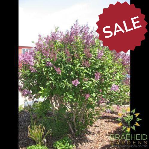 Royalty Preston Lilac