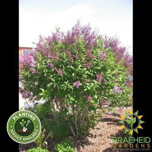 Royalty Preston Lilac