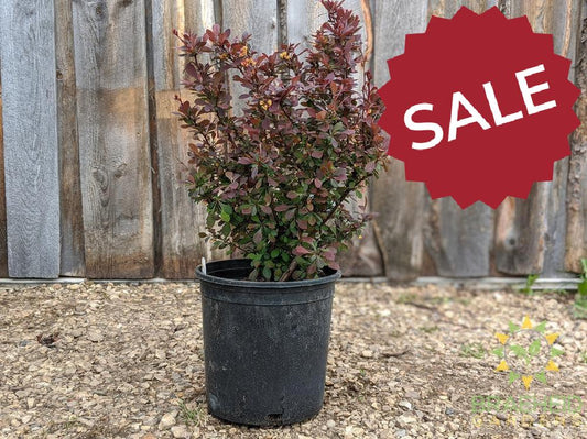 Ruby Carousel Barberry