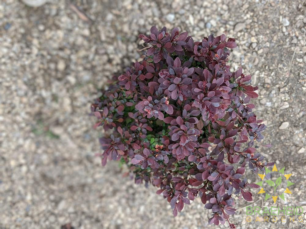 Ruby Carousel Barberry