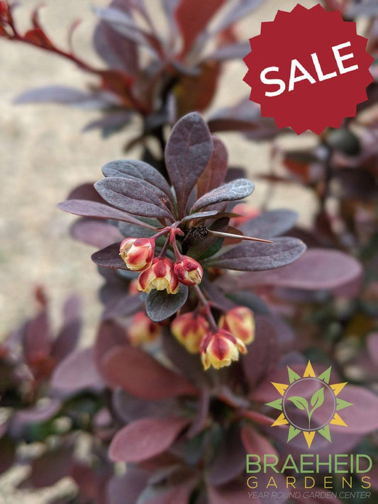 Ruby Carousel Barberry