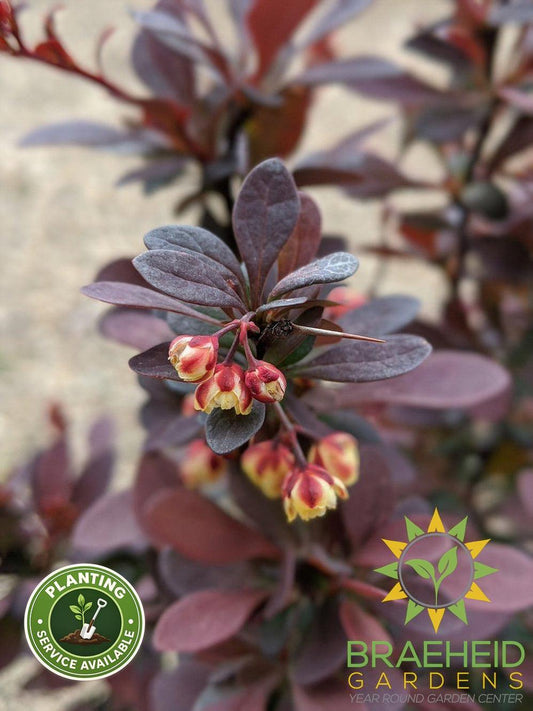 Ruby Carousel Barberry