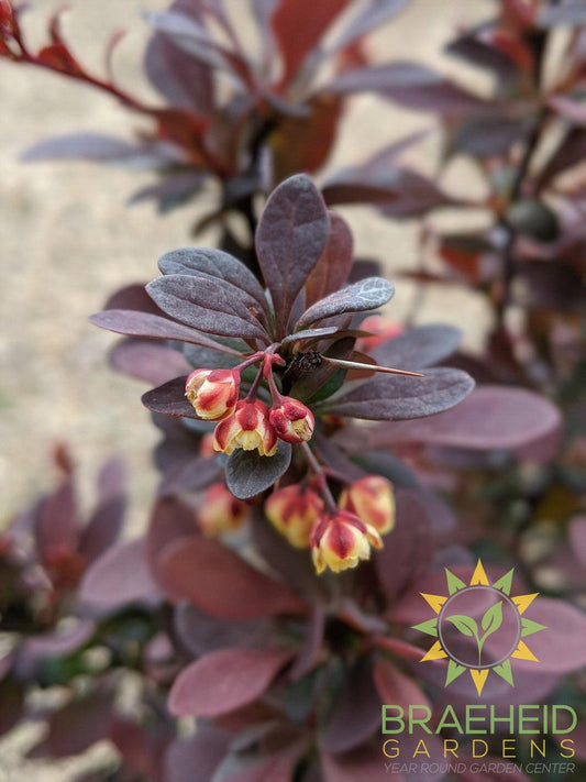 Ruby Carousel Barberry