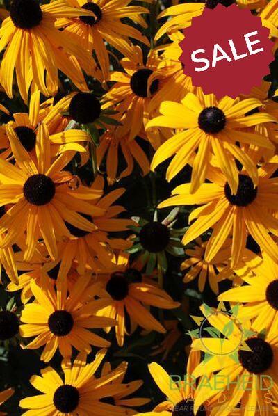 Black-Eyed Susan Rudbeckia