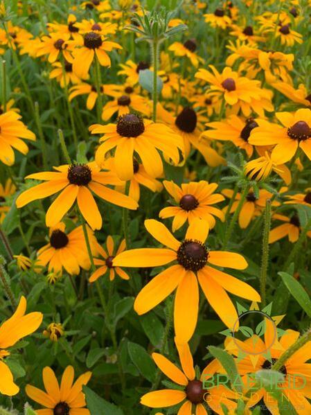 Glitters Like Gold Black Eyed Susan Rudbeckia