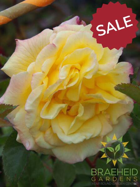 Rugelda Pavement Rose