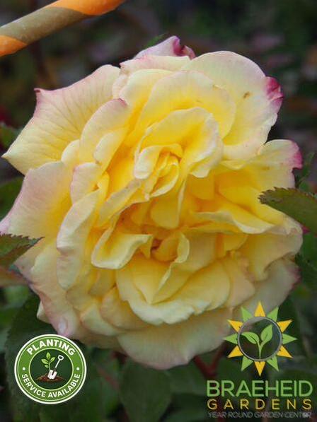 Rugelda Pavement Rose