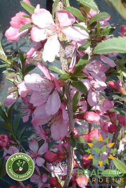 Russian Almond