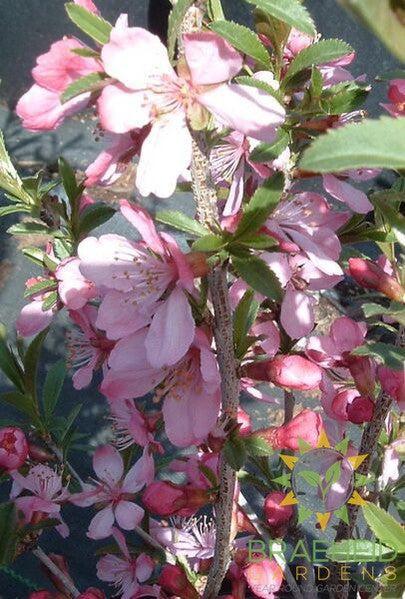 Russian Almond