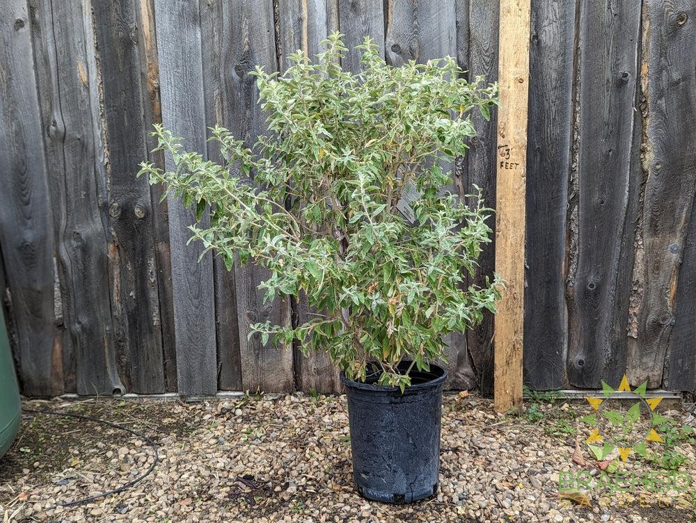 Russian Olive Shrub