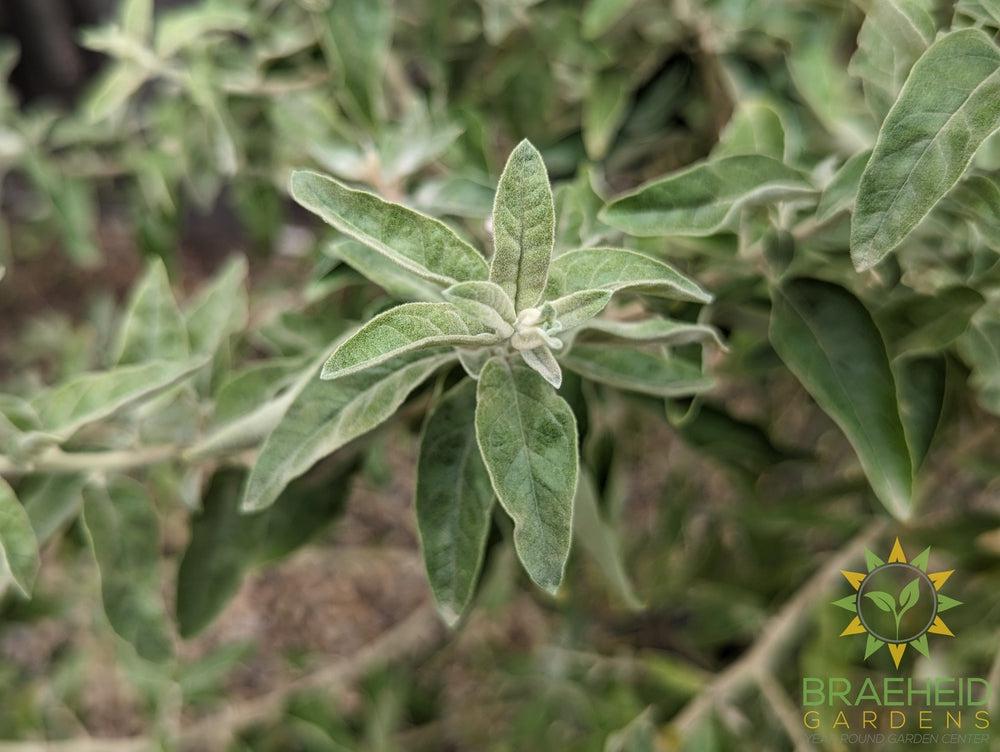 Russian Olive Shrub