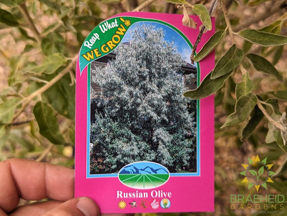 Russian Olive Shrub