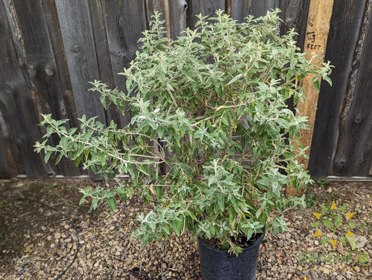 Russian Olive Shrub