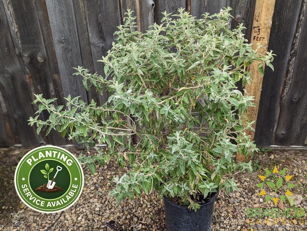 Russian Olive Shrub