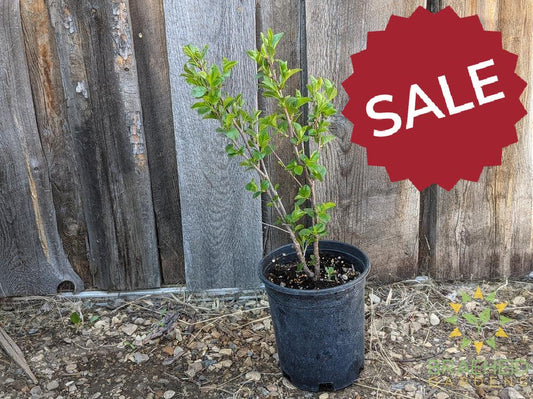 SK Carmine Jewel Cherry shrub