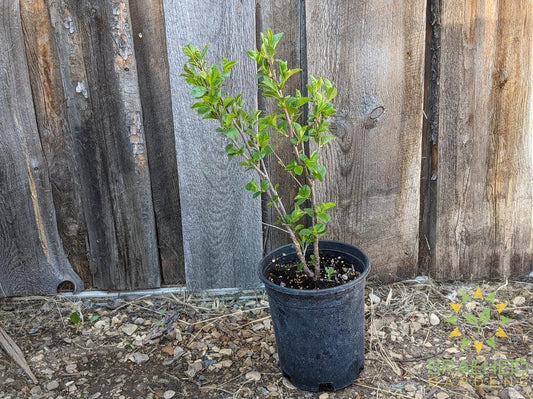 SK Carmine Jewel Cherry shrub